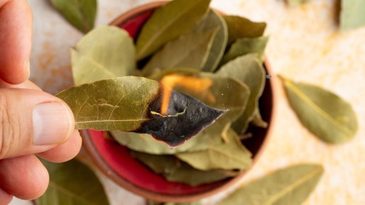 Лавровый лист: волшебный помощник в привлечении удачи домой