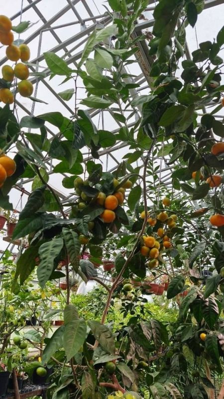 Мандарины благоухают в ботаническом саду ПГУ перед новым годом