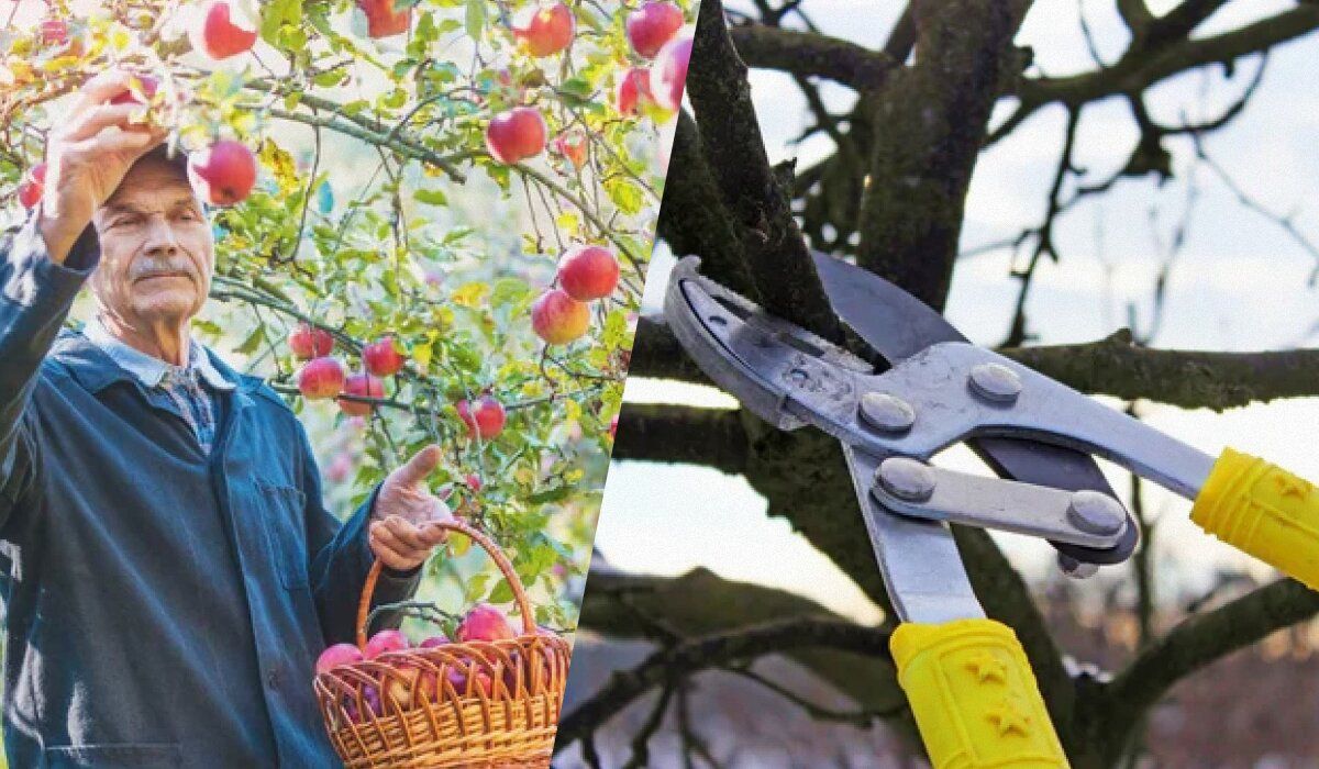 Зимняя обрезка деревьев: мифы и реальность