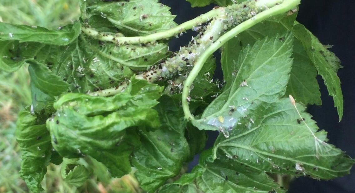 Как защитить сад от тли: важные советы на март