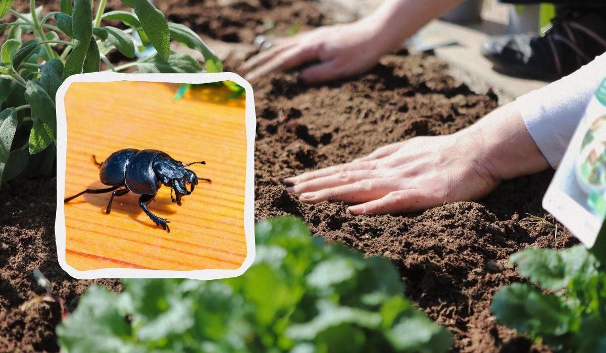 Как справиться с жуком-стригуном: простые стратегии для огорода