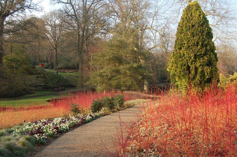 Дерены с огненно-красными стволами: опыт выращивания и советы по уходу