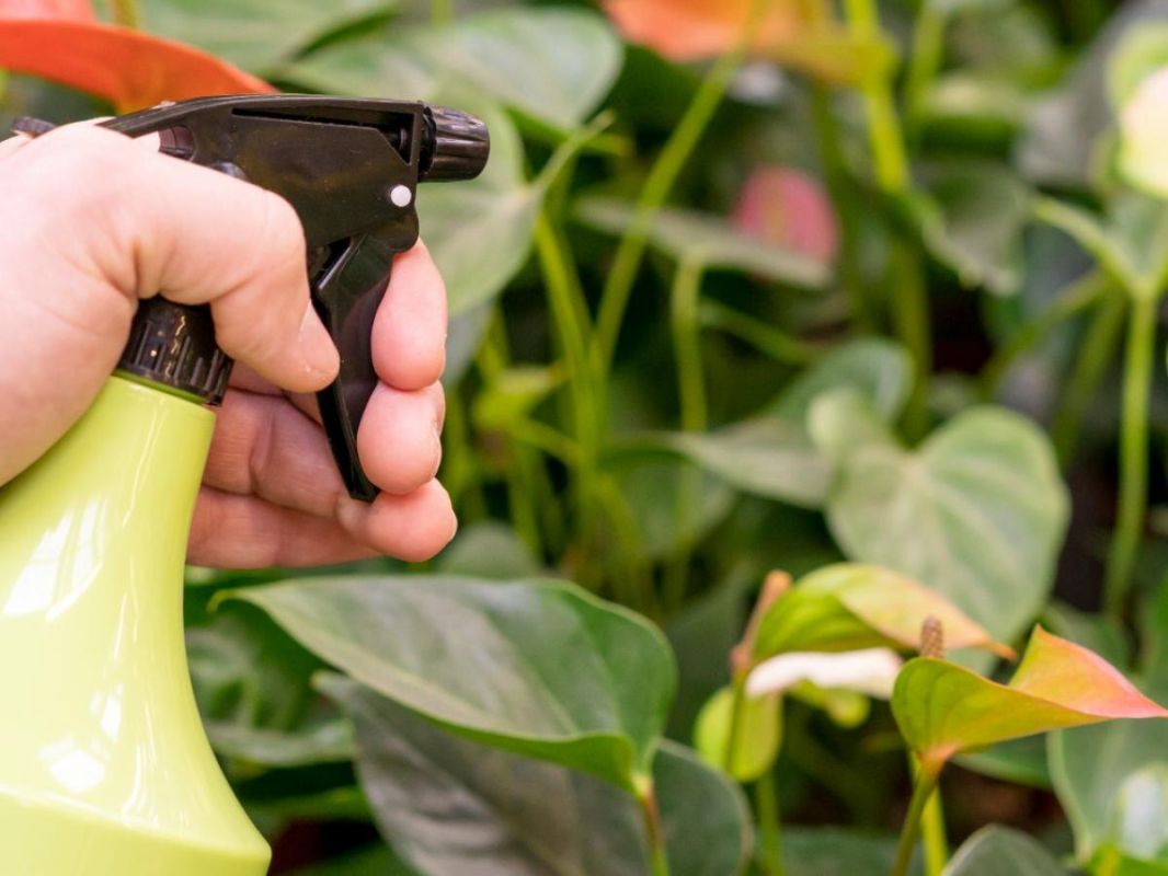 Шесть растений, которые стали вашими союзниками в борьбе с плесенью