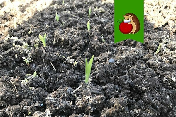 На что стоит обратить внимание при укрытии чеснока на зимний период?