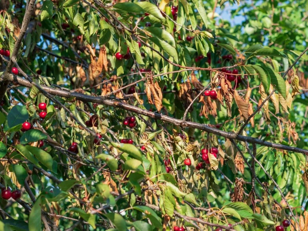 Осенние секреты борьбы с монилиозом: как защитить косточковые культуры перед зимой