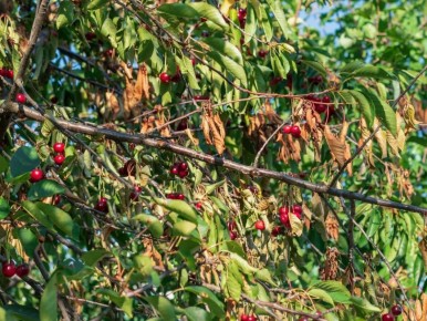 ������� ������� ������ � ����������: ��� �������� ����������� �������� ����� �����