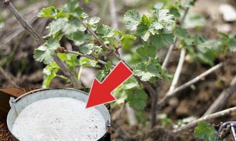 Секреты успешного урожая: как осеннее опудривание смородины поможет добиться крупного и сладкого урожая