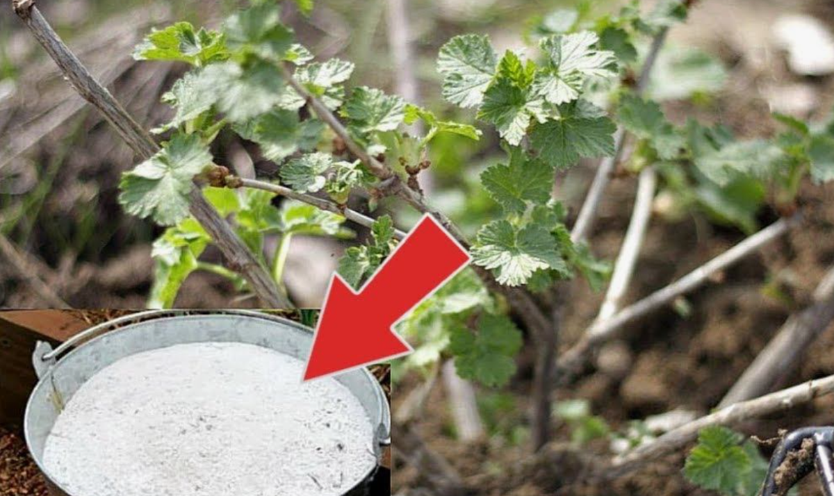 Секреты успешного урожая: как осеннее опудривание смородины поможет добиться крупного и сладкого урожая