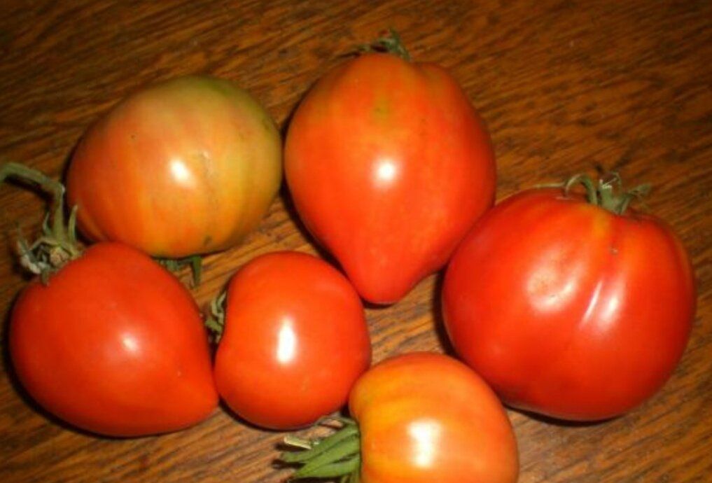 Томаты на ваш вкус: как не ошибиться в выборе?