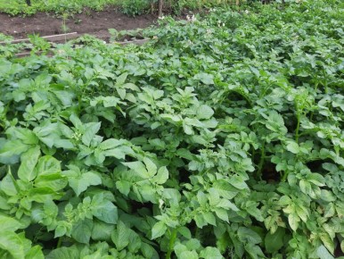 ��� ��������� ��������: ������� �������� ������