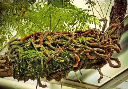 Даваллия: экзотический папоротник, который обманывает глаз