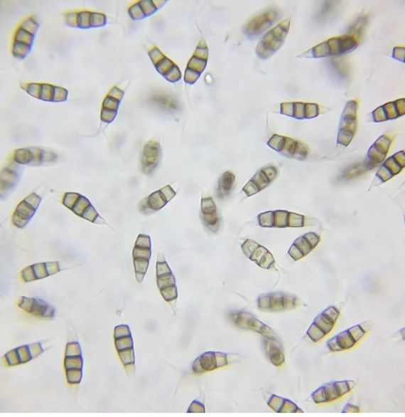 Грибы, которые способны очищать планету от пластика и нефти