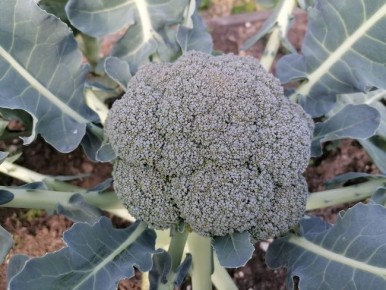 ��� �������� �������� ��������: ������ ��� �����������