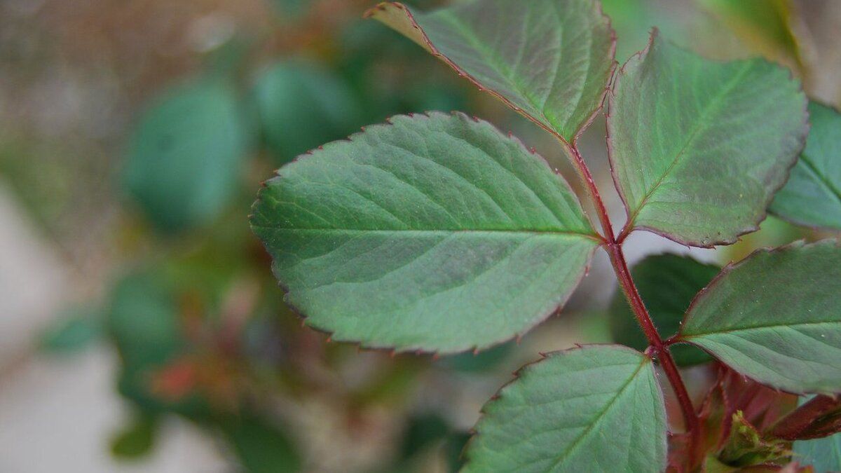 Почему листья теряют свою привлекательность после цветения?