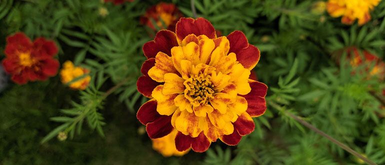 Неприхотливые бархатцы: как создать яркий сад без лишних хлопот