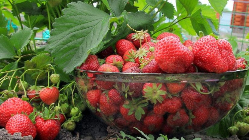 Секреты сладкой клубники: как природные методы увеличивают урожай в два раза