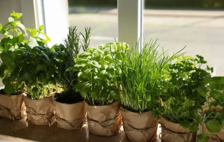 Зимой на подоконнике: как вырастить зелень, чтобы питаться свежо и без хлопот