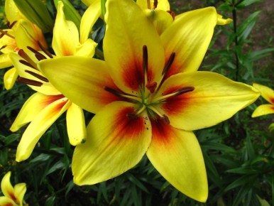 Как правильно заботиться о луковицах лилий зимой