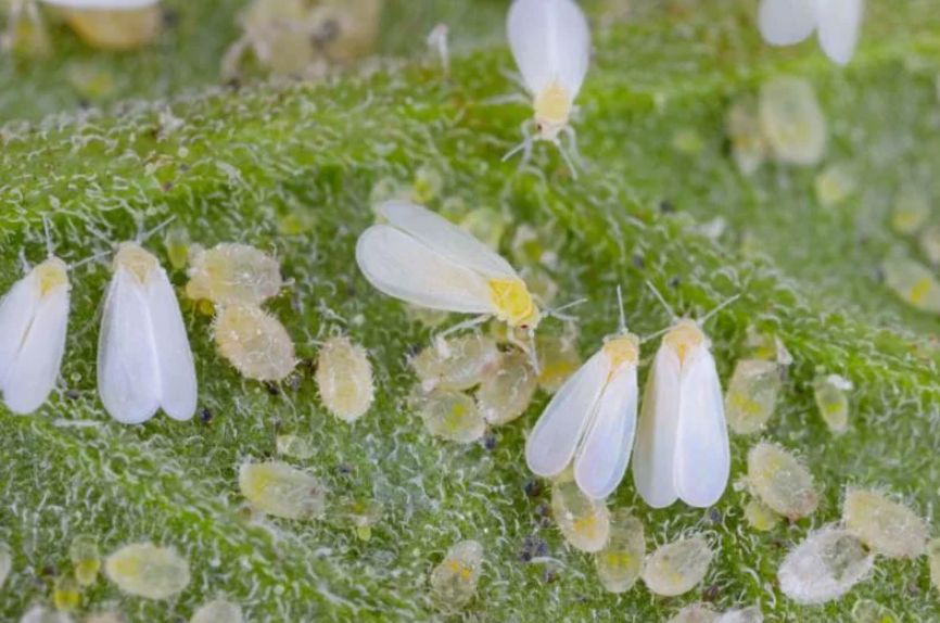 Борьба с белокрылкой: простые способы защитить ваш сад осенью