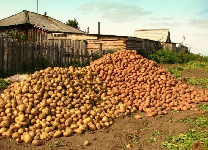 Секреты хранения картофеля: как избежать прорастания