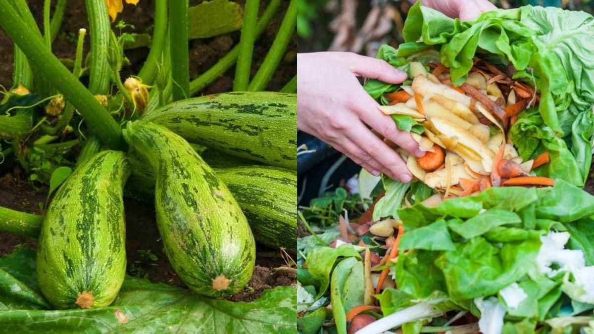 Как необычные кухонные отходы помогают увеличивать урожай кабачков
