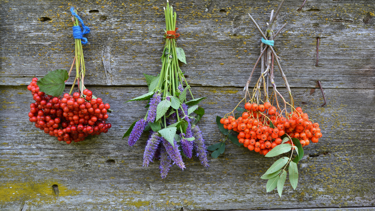 Калина и рябина: осень на вашей тарелке