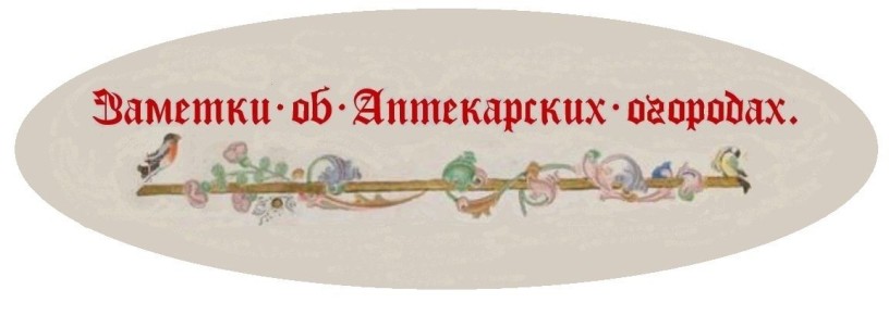 Летние шипучие напитки: делаем квас и шампанское из ревеня