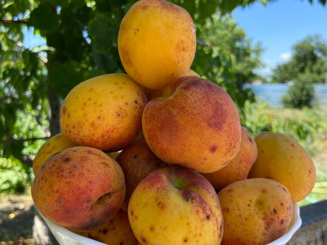 ����������� �����: ������� ���������� ������� � ��������