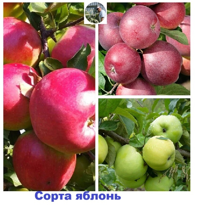 Яблоки для гурманов: открывайте новые и редкие сорта