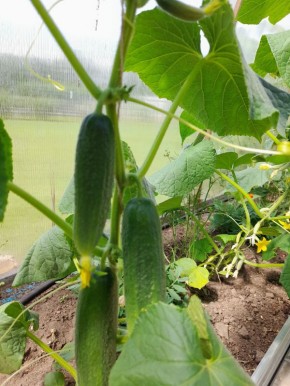 ������: ������� �������� � ��������� ������