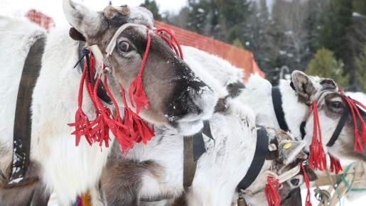 ��� �������� ��������� ������������� ��� ������ �� ��������� ���������