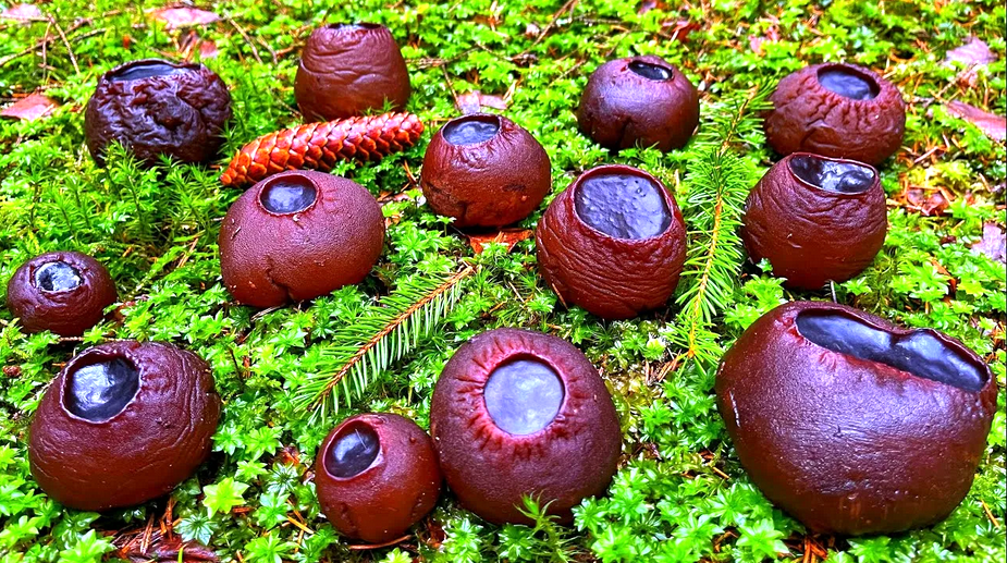 Саркосома шаровидная: загадочное чудо леса