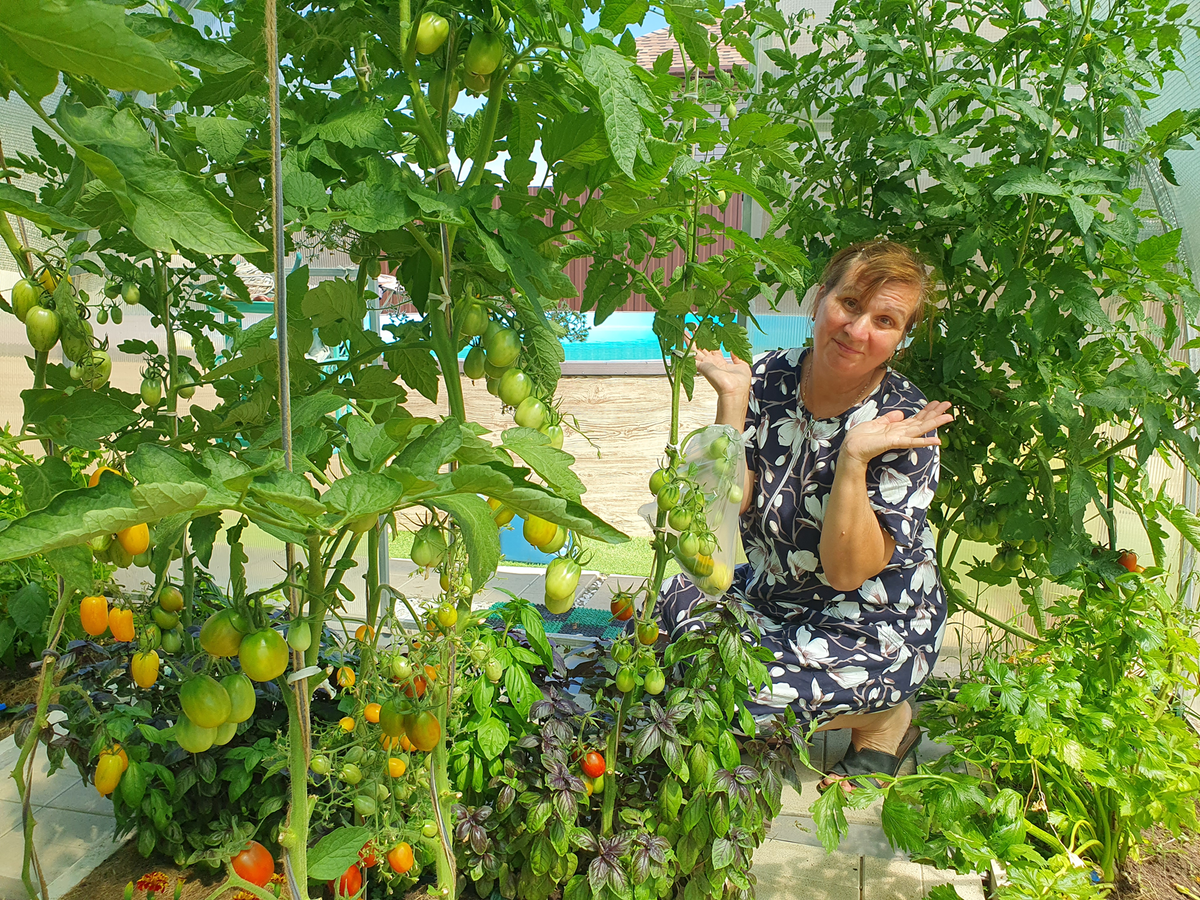 Оптимальная схема посадки томатов в теплице: советы и секреты