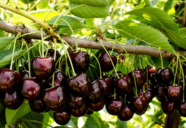 Топ сортов вишни для весеннего высаживания