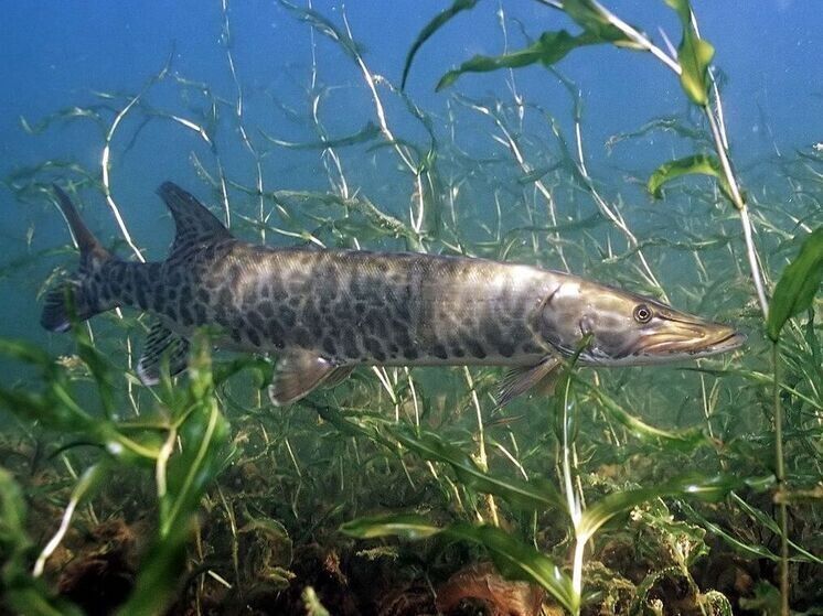 �������� �� ���������� ������������� ������� ������, ������ ���������� ����