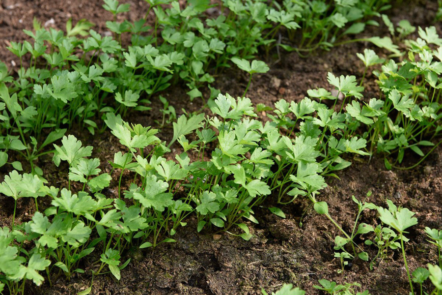 Необычные последствия выращивания петрушки на даче: штрафы и ответственность