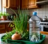 Как вырастить зеленый лук зимой: секреты урожая за 12 дней