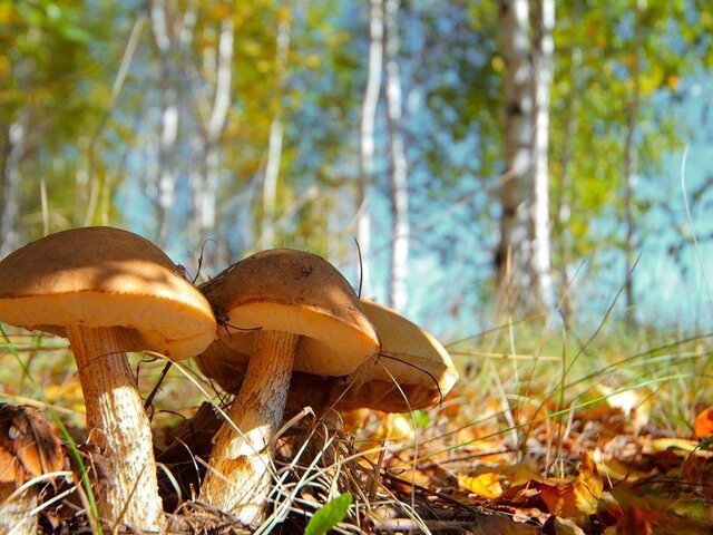 Грибы могут быть ключом к пониманию эволюции человека