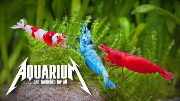 ������������� ����������� ��������: ���� ����� ������� ������?