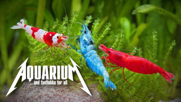 Совместимость аквариумных креветок: кого стоит держать вместе?