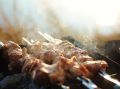 Как выбрать идеальное мясо для шашлыка: советы от Роспотребнадзора