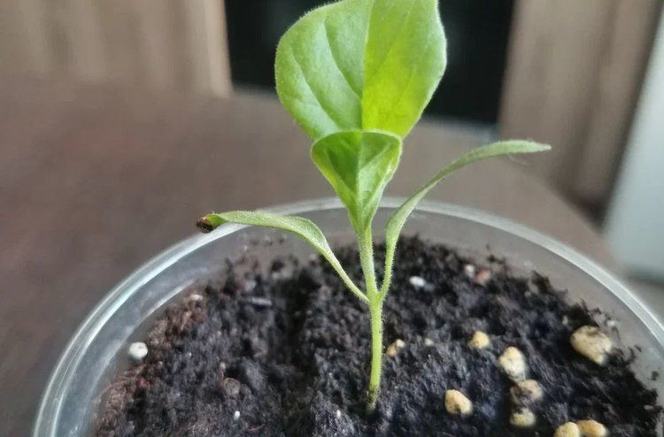 ��� ��������� ������� ������� ����������: ������� ��������� �����