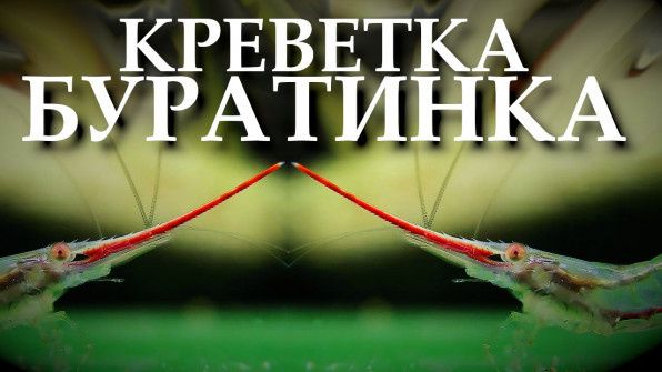 �������� ��������: ���������� ������ ����������