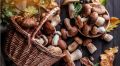 Грибы из наших лесов: источники молодости и долголетия