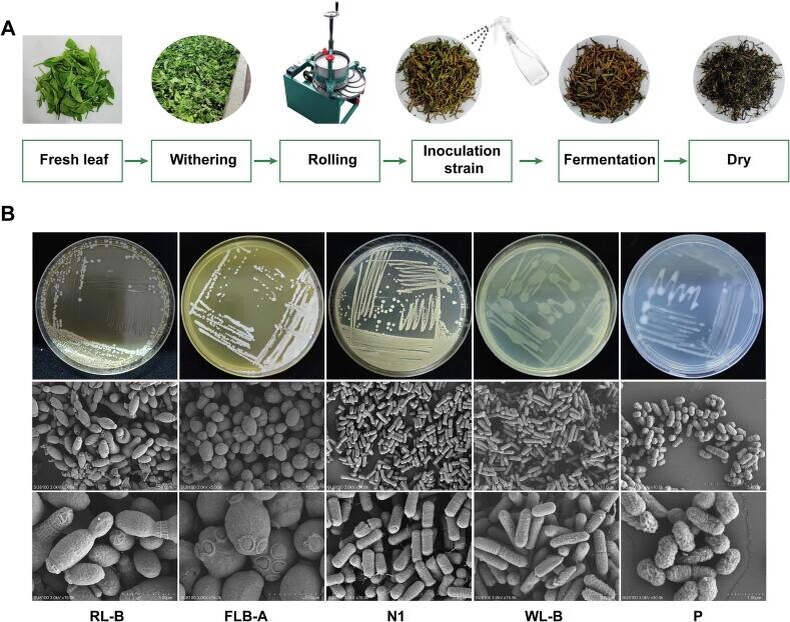 Как микроорганизмы меняют аромат черного чая: неожиданные открытия ученых