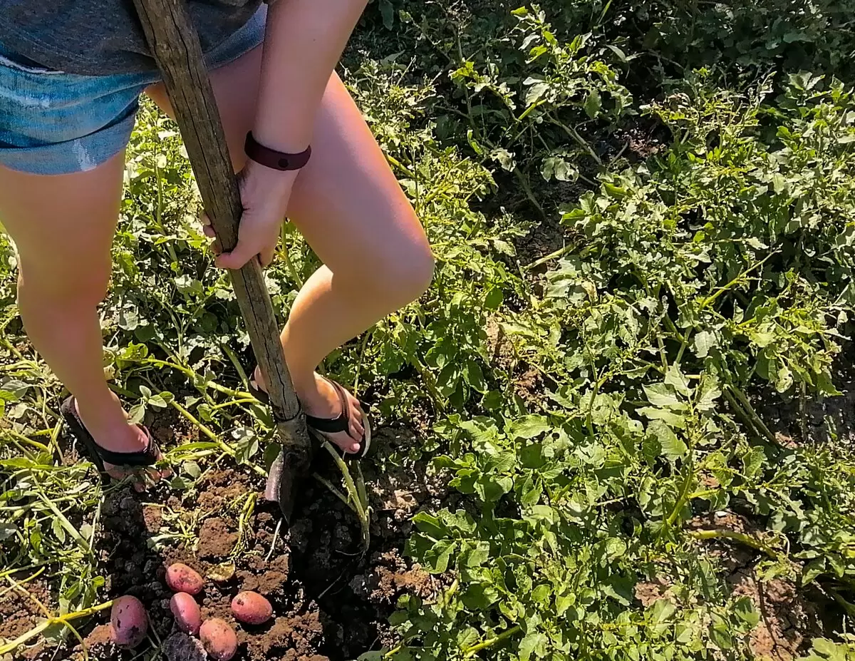 Нежный картофель по-русски: идеальный рецепт сковородного угощения