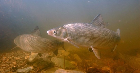 ������: �������� ��������� � ��� ������������ ���