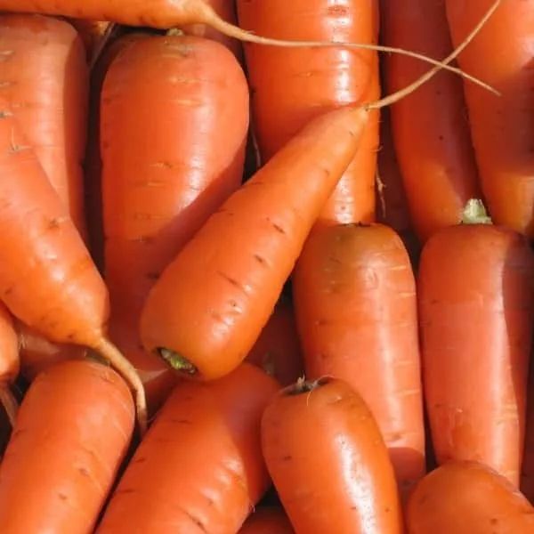 Неприхотливые сорта моркови: сочные, сладкие и долговечные на грядке